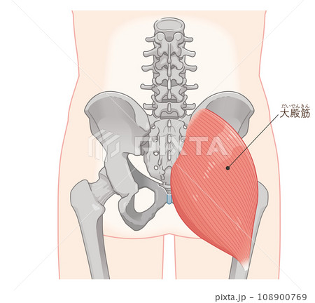 大殿筋、gluteus maximus、股関節、骨盤、筋肉、イラスト、illustration 大殿筋、gluteus maximus、股関節、骨盤、筋肉、イラスト、illustration 108900769