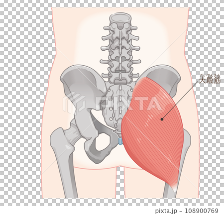 大殿筋、gluteus maximus、股関節、骨盤、筋肉、イラスト、illustration 大殿筋、gluteus maximus、股関節、骨盤、筋肉、イラスト、illustration 108900769