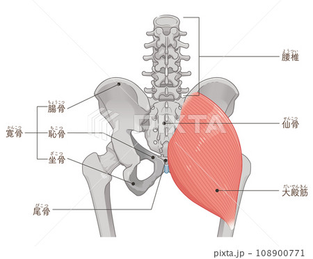 大殿筋、gluteus maximus、股関節、骨盤、筋肉、イラスト、illustration 108900771