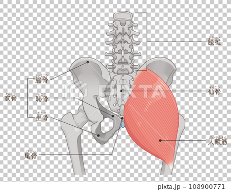 大殿筋、gluteus maximus、股関節、骨盤、筋肉、イラスト、illustration 108900771