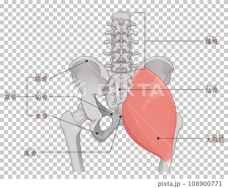 大殿筋、gluteus maximus、股関節、骨盤、筋肉、イラスト、illustration 108900771