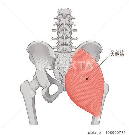 大殿筋、gluteus maximus、股関節、骨盤、筋肉、イラスト、illustration 108900775
