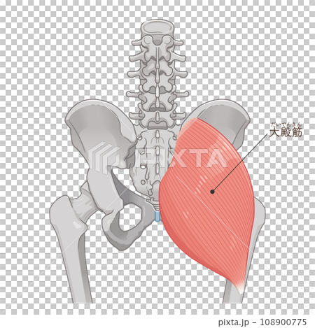 gluteus maximus, gluteus maximus, hip, pelvis, muscle, illustration, illustration 108900775