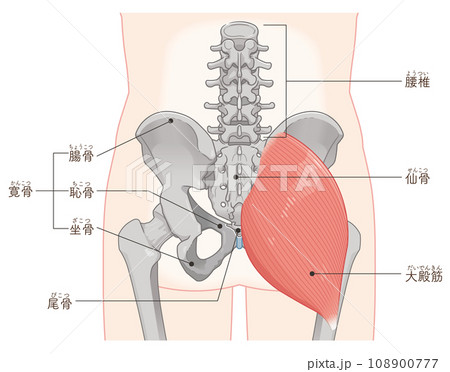 大殿筋、gluteus maximus、股関節、骨盤、筋肉、イラスト、illustration 108900777
