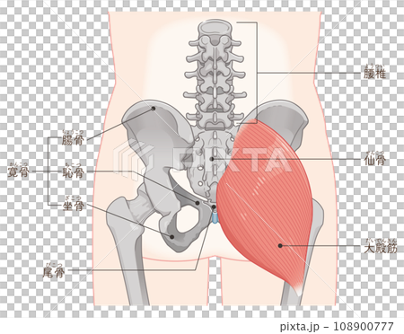 大殿筋、gluteus maximus、股関節、骨盤、筋肉、イラスト、illustration 108900777