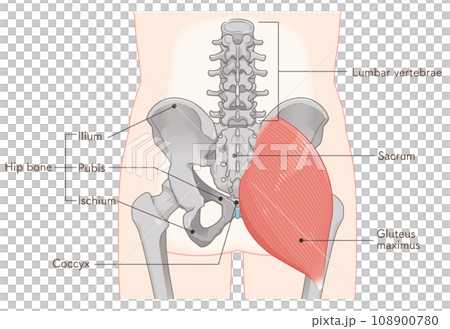 gluteus maximus, gluteus maximus, hip, pelvis, muscle, illustration, illustration 108900780