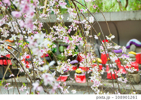 京都 紫雲山頂法寺 六角堂のお地蔵様と桜(京都市中京区) 京都 紫雲山頂法寺 六角堂のお地蔵様と桜(京都市中京区) 108901261