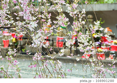 京都 紫雲山頂法寺 六角堂のお地蔵様と桜（京都市中京区） 108901280