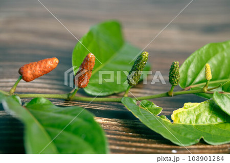 ヒハツの実と葉 108901284