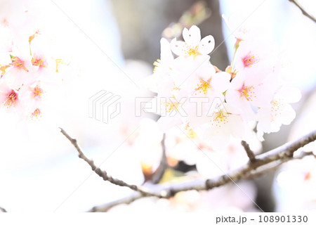 春の日差しを浴びる桜 108901330