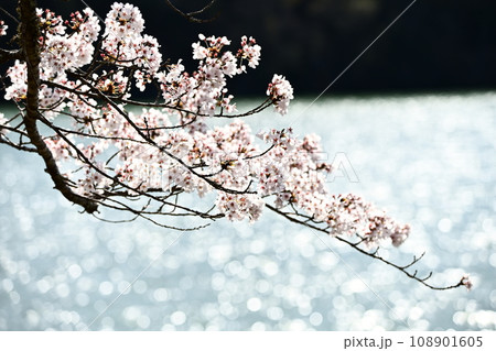 水面に映る桜 108901605