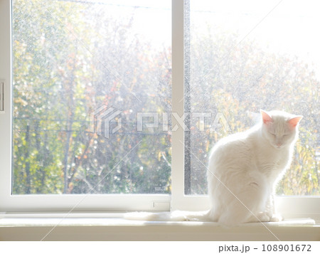 窓辺で日向ぼっこする白猫 108901672