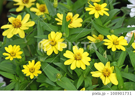 ヒャクニチソウ（百日草） 108901731