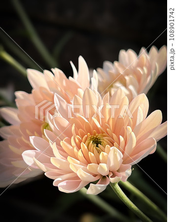 秋に咲くピンクの菊の花 秋に咲くピンクの菊の花 108901742