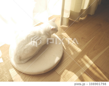 窓辺で日向ぼっこする白猫 108901798