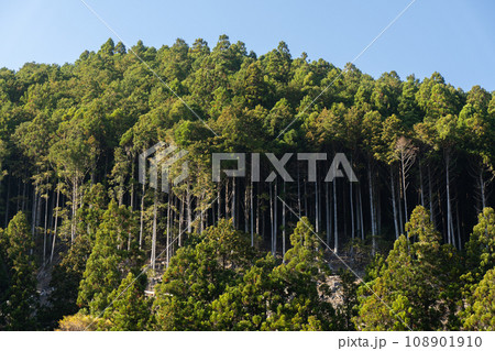 紀伊山地の杉林 108901910