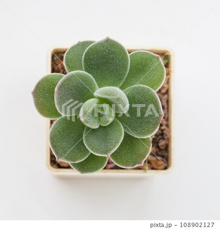 Echeveria Pilosa x Laui Green flower rosette Succulent houseplant  108902127