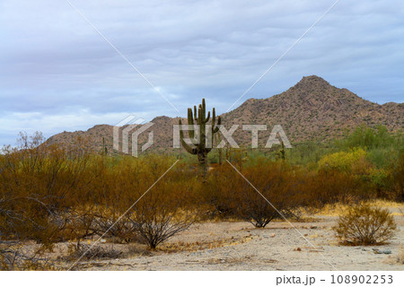 San Tan Mountains Sonora Desert Arizona 108902253