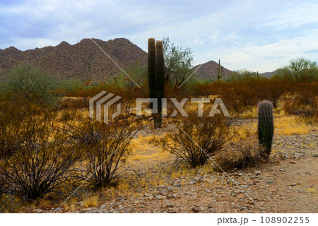 San Tan Mountains Sonora Desert Arizona San Tan Mountains Sonora Desert Arizona 108902255