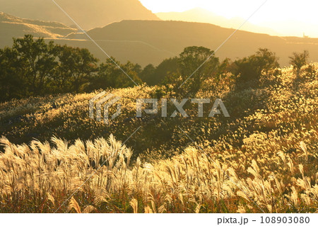 【福岡県】秋の平尾台（日本三大カルスト） 108903080