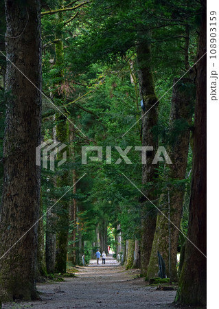 眼目山立山寺のトガ並木(富山県上市町) 眼目山立山寺のトガ並木(富山県上市町) 108903159