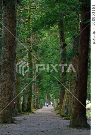 眼目山立山寺のトガ並木(富山県上市町) 眼目山立山寺のトガ並木(富山県上市町) 108903161
