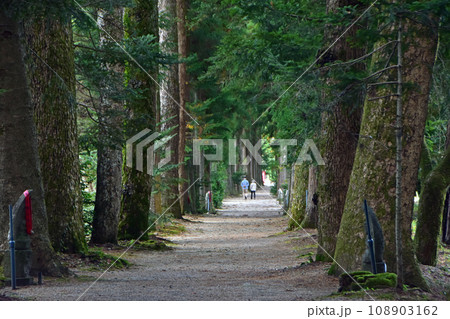 眼目山立山寺のトガ並木(富山県上市町) 眼目山立山寺のトガ並木(富山県上市町) 108903162