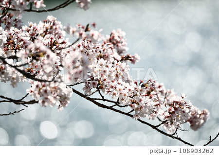 桜の花と玉ボケ 108903262