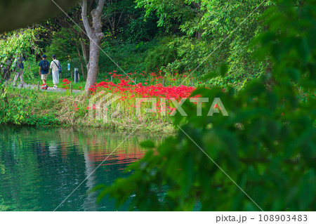 河川環境楽園、満開の彼岸花〈岐阜県各務原市〉 108903483