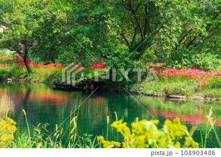 河川環境楽園、満開の彼岸花〈岐阜県各務原市〉 108903486
