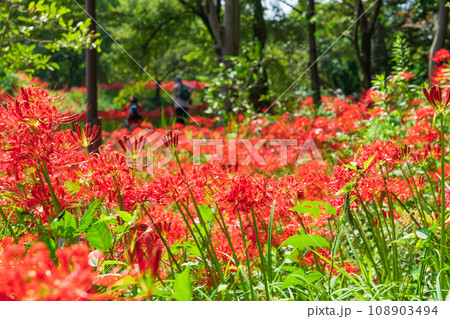 河川環境楽園、満開の彼岸花〈岐阜県各務原市〉 108903494