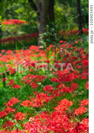 河川環境楽園、満開の彼岸花〈岐阜県各務原市〉 108903495