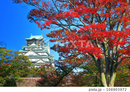 【大阪府】快晴の大阪城と紅葉 108903972