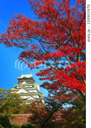 【大阪府】快晴の大阪城と紅葉 108903976