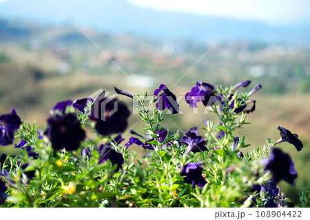 Blooming violet flowers in the meadow with natural sunlight. Blooming violet flowers in the meadow with natural sunlight. 108904422