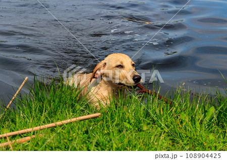 Cute labrador retriever puppy swimming with stick in a river 108904425