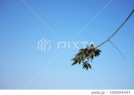 Dry Branch on blue sky with sunlight. Dry Branch on blue sky with sunlight. 108904445