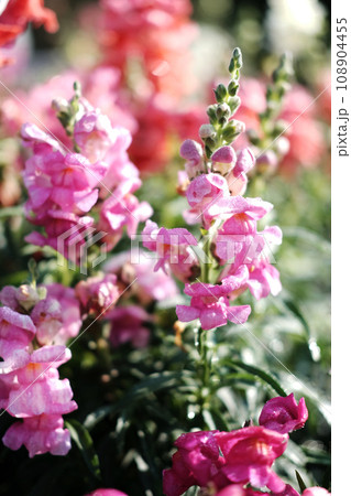 Blooming pink flowers field in the meadow with natural sunlight. 108904455
