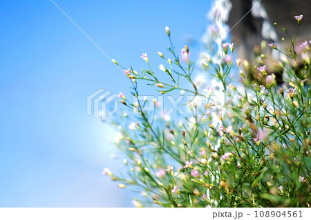 Blooming white flowers in natural light garden and blue sky 108904561