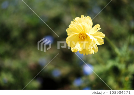 Beautiful blooming yellow wildflowers in the meadow with natural sunlight. Beautiful blooming yellow wildflowers in the meadow with natural sunlight. 108904571