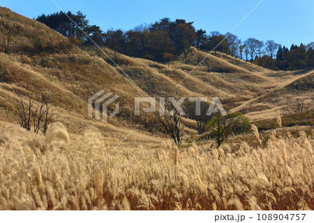 【兵庫県】砥峰高原のススキ 108904757