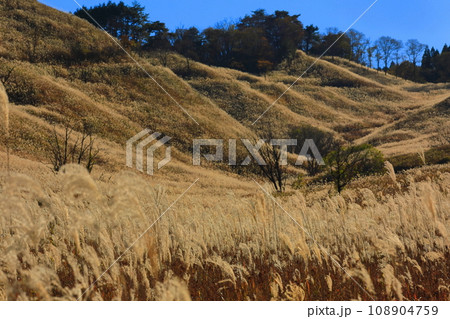 【兵庫県】砥峰高原のススキ 【兵庫県】砥峰高原のススキ 108904759