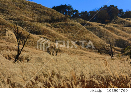 【兵庫県】砥峰高原のススキ 【兵庫県】砥峰高原のススキ 108904760
