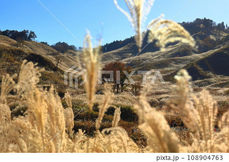 【兵庫県】砥峰高原のススキ 【兵庫県】砥峰高原のススキ 108904763