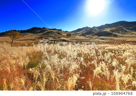 【兵庫県】砥峰高原のススキ 108904768