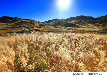 【兵庫県】砥峰高原のススキ 108904770