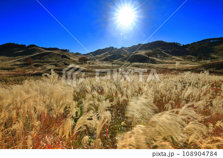 【兵庫県】砥峰高原のススキ 108904784