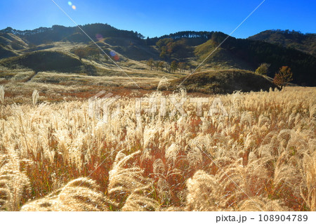 【兵庫県】砥峰高原のススキ 【兵庫県】砥峰高原のススキ 108904789