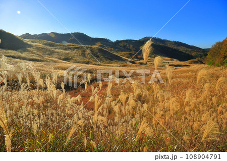 【兵庫県】砥峰高原のススキ 108904791