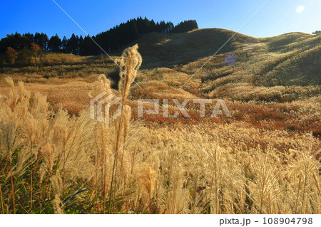 【兵庫県】砥峰高原のススキ 【兵庫県】砥峰高原のススキ 108904798